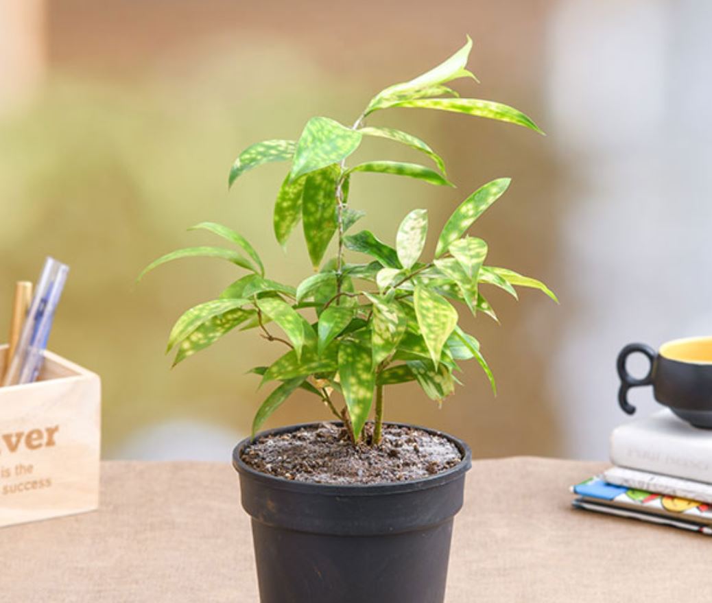 Cách chăm sóc cây Trúc Nhật Vàng hiệu quả